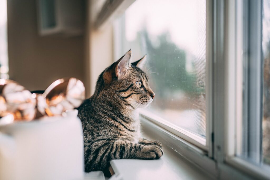 Home Alone: Leaving Your Cat Lonely